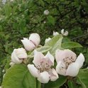 Cydonia oblonga 'd'Angers' fleur